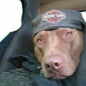 whitedove412sd avatar