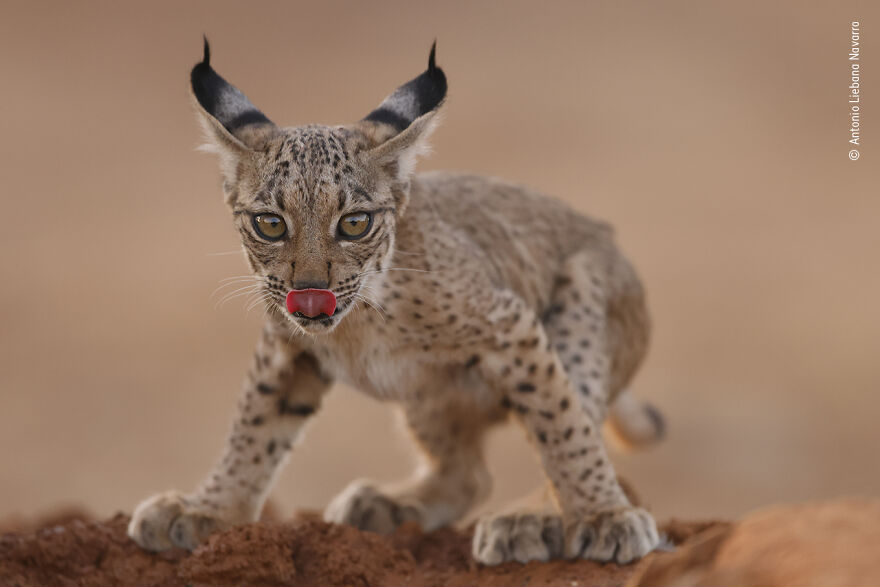 Lynx Cub Licking By Antonio Liebana Navarro