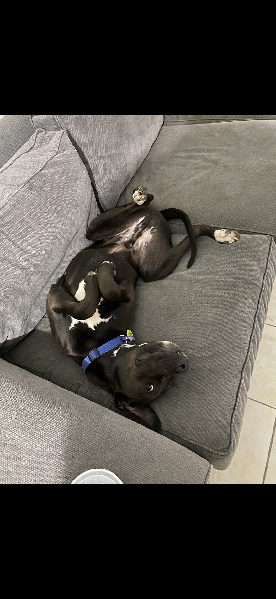 I’m So Glad We Bought This Goofball Into Our Lives