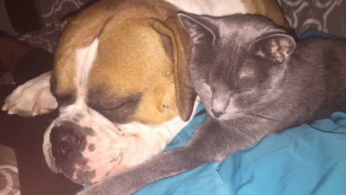 Zeus And Macy Gray, The One And Only Time They Actually Love Each Other