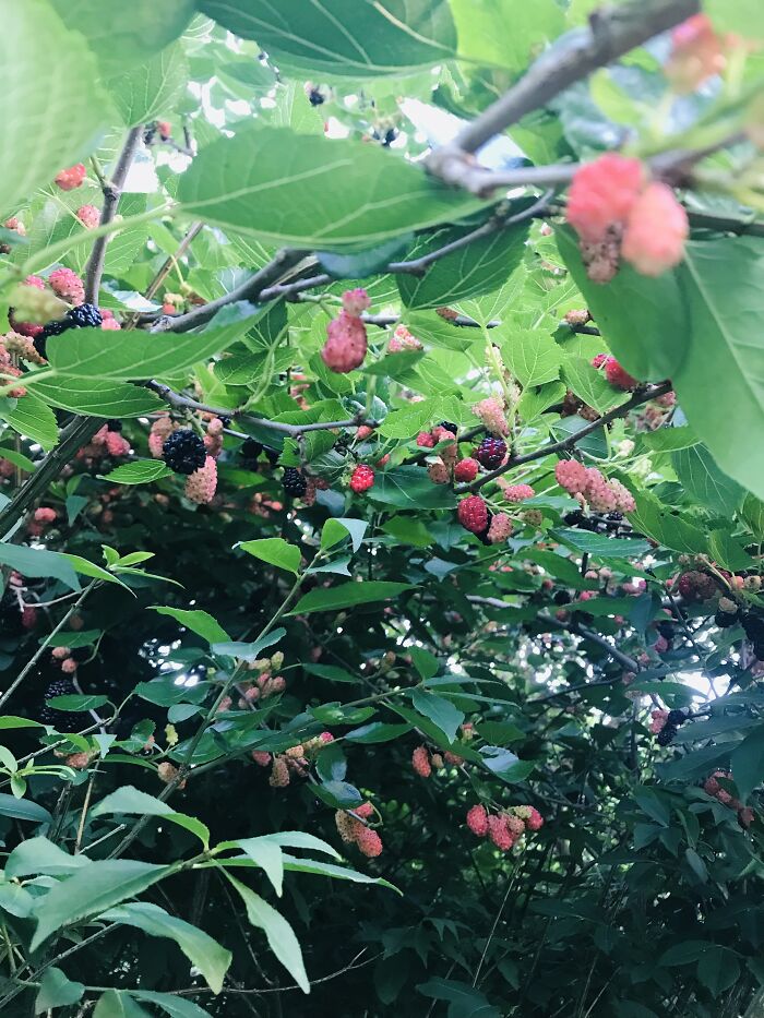 A Berry Bush I Found At My House.