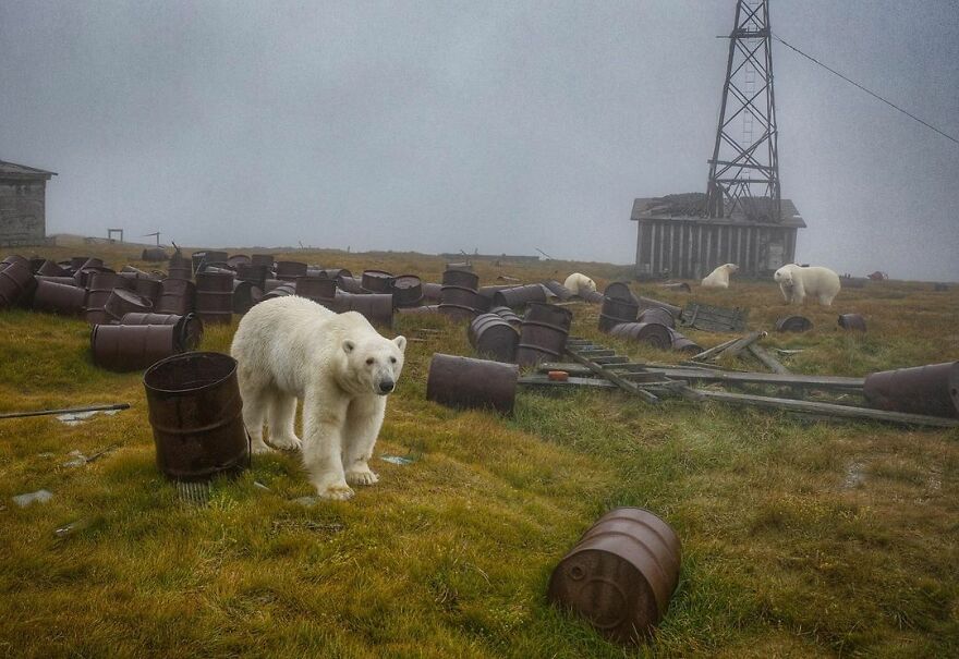 Russian Photographer Takes Photos Of Polar Bears That Took Over Abandoned Buildings Russian Photographer Takes Photos Of Polar Bears That Took Over Abandoned Buildings