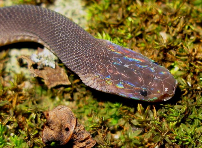 Rainbow Headed Snake Discovered In 2015, Only Found In 2 Places In Laos And Thailand