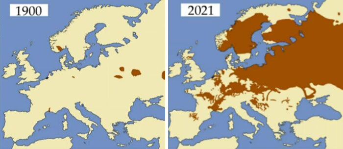 Beavers In Europe, 1900 And 2021