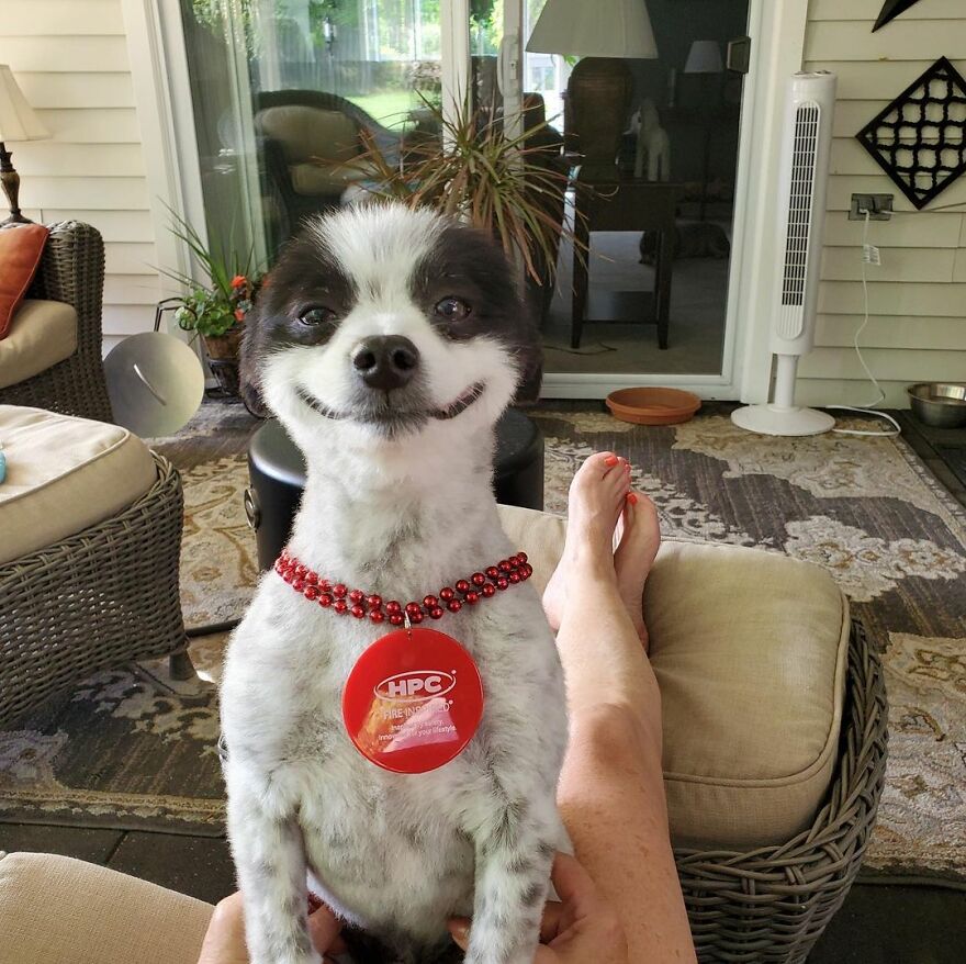 This Little Dog Seems Like It's Always Smiling, And The Internet Can't Get Enough Of It This Little Dog Seems Like It's Always Smiling, And The Internet Can't Get Enough Of It