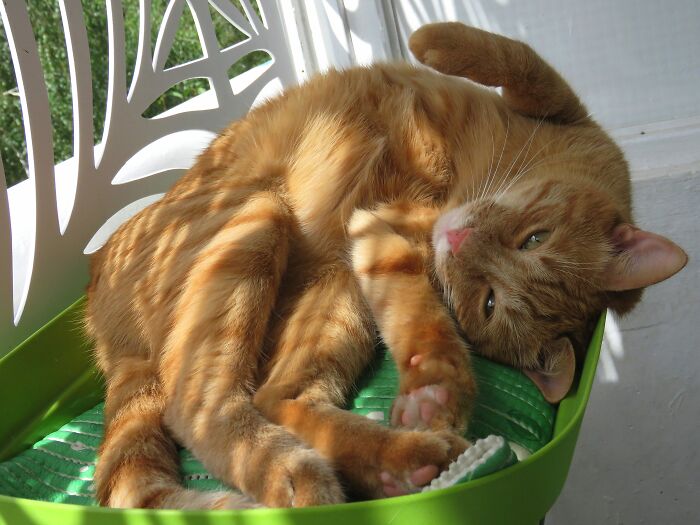 The Way He Sleeps In A Flower Pot 😄