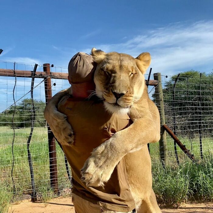 This Lioness Repays Her Caregiver Of 10 Years With Hugs And Cuddles