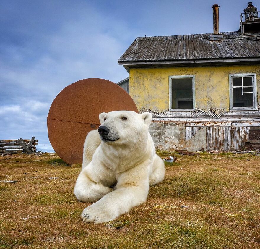 Russian Photographer Takes Photos Of Polar Bears That Took Over Abandoned Buildings Russian Photographer Takes Photos Of Polar Bears That Took Over Abandoned Buildings