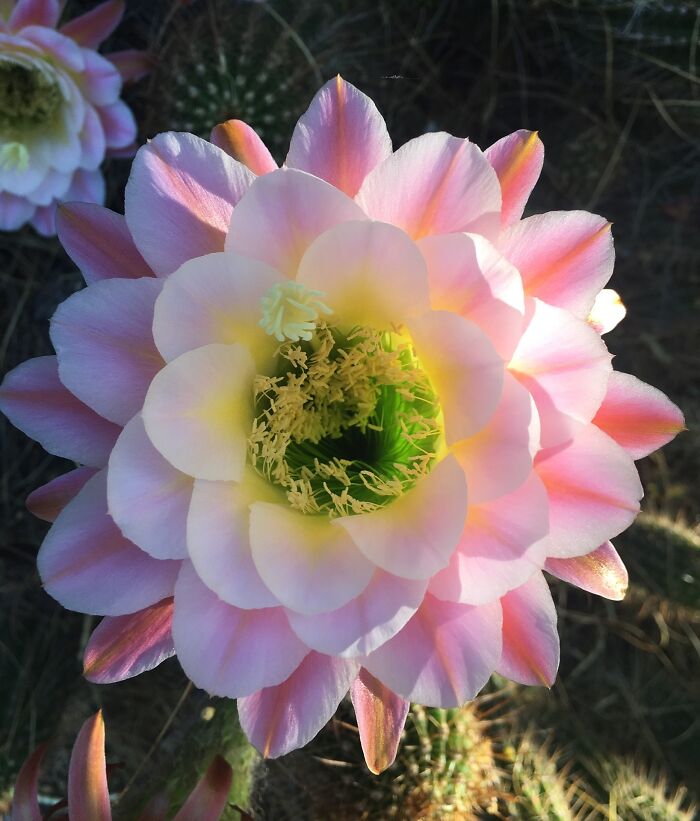 Hybrid Cactus Flower