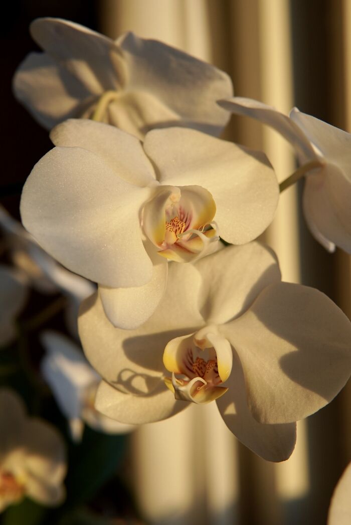 My Glittering Orchids