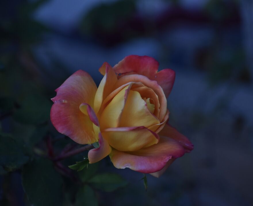 I Took These Photos, And I’m Very Proud Of Them!