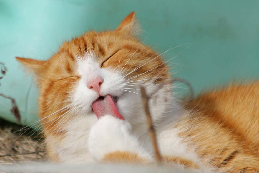 40 Cutest And Loveliest Cats To Make Your Day