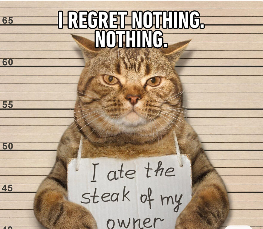 Cat Memes That Just Have To Be Shared