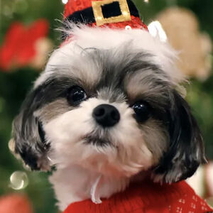 theoneandonlyauthor13 avatar