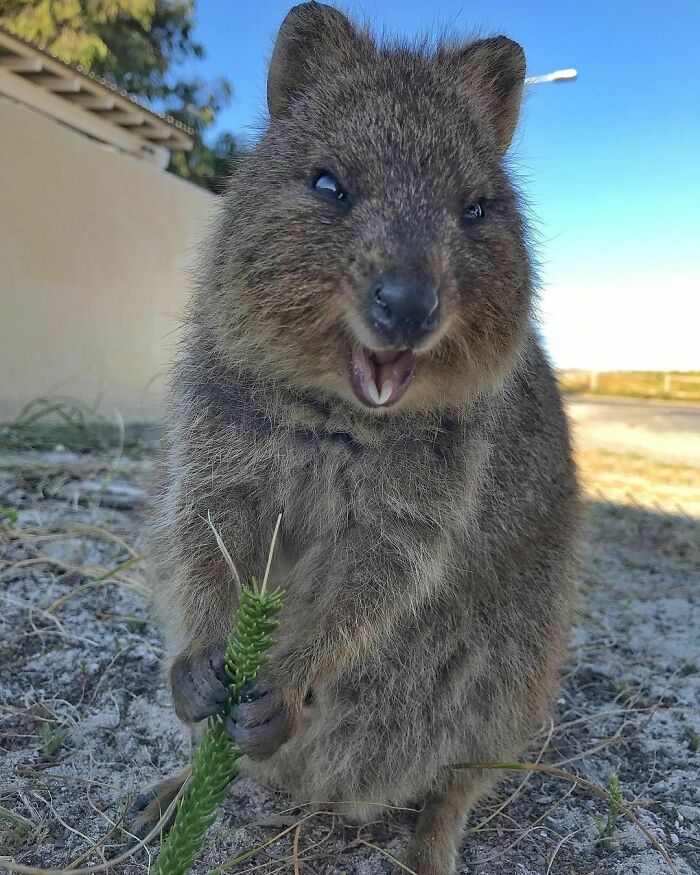The Happiest And Cutest Animal In The World!
