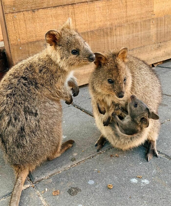 Quokkas Are The Most Precious Things In The World And My Little Heart Can’t Handle This Beauty