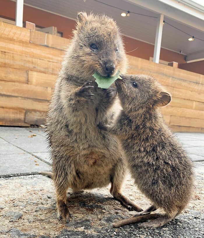 Last Quokka Photo For Now (I Promise), They’re Just Too Cute