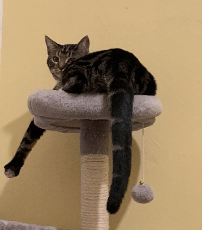 “Does This Cat Condo Make My Butt Look….comfy?”