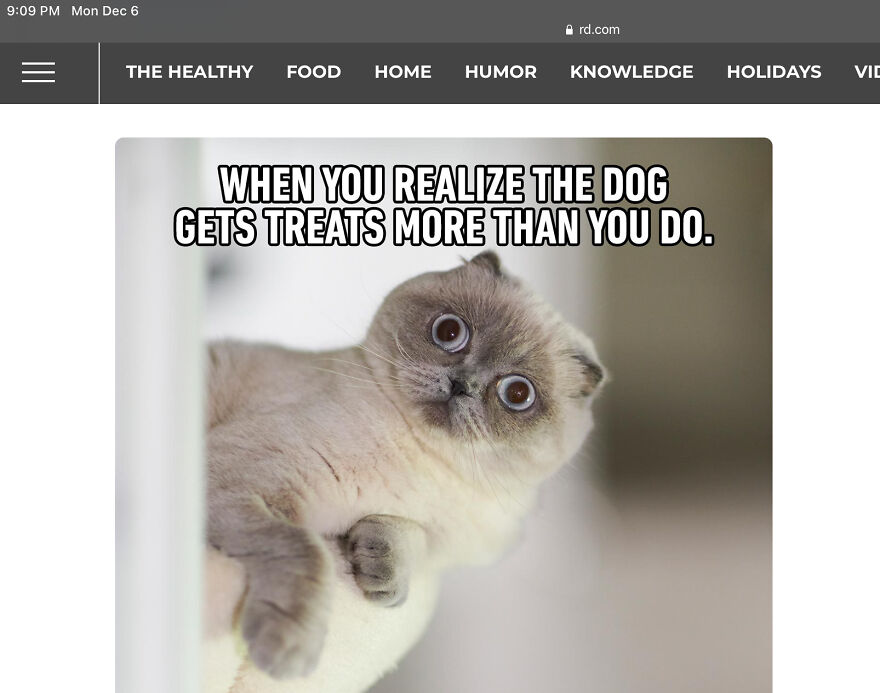 Cat Memes That Just Have To Be Shared