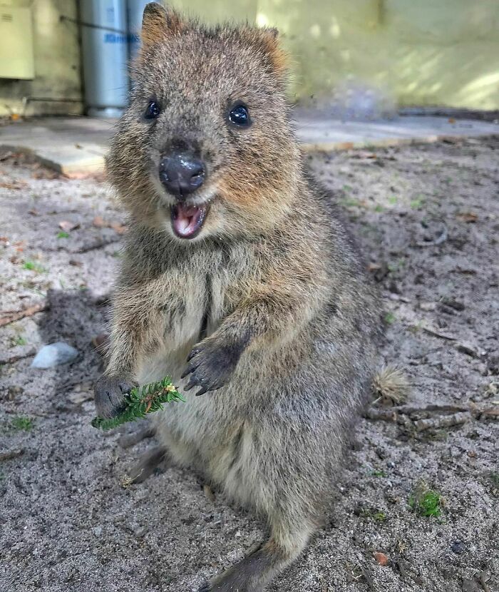 And Another Happy Quokka