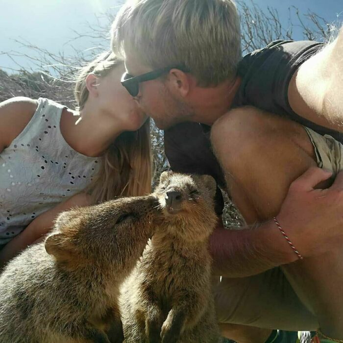 One Of The Most Romantic Quokka Selfies We Have Ever Seen