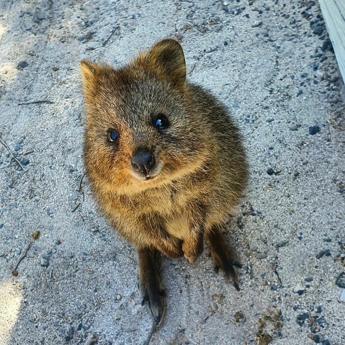 There Willnever Be To Many Quokka Pics