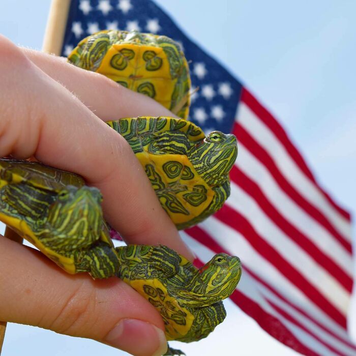 A Hand Full Of Turtles