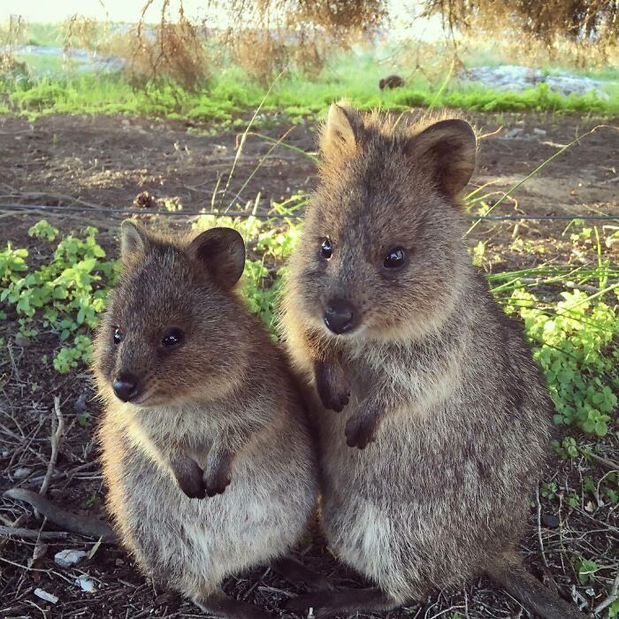 Quokka Two