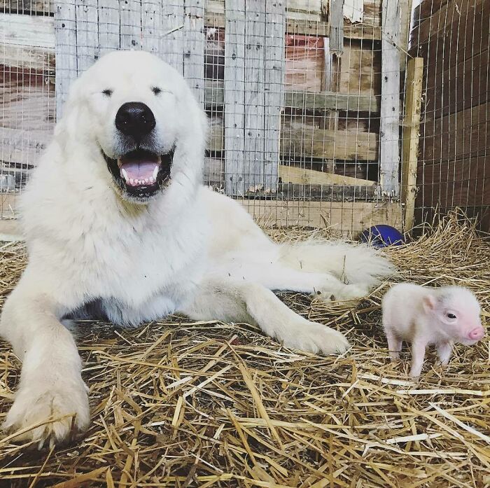 A white dog is lying down and a little piglet is standing on the hay