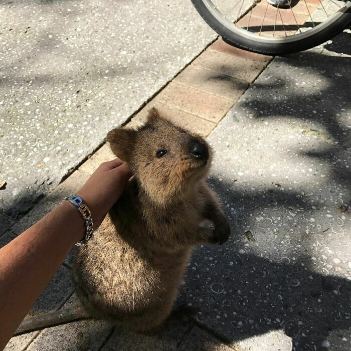 Spent A Night At Rottnest Island On The 4th Day Here. The Island Is Fulllll With Quokkas And Beautiful Sceneries