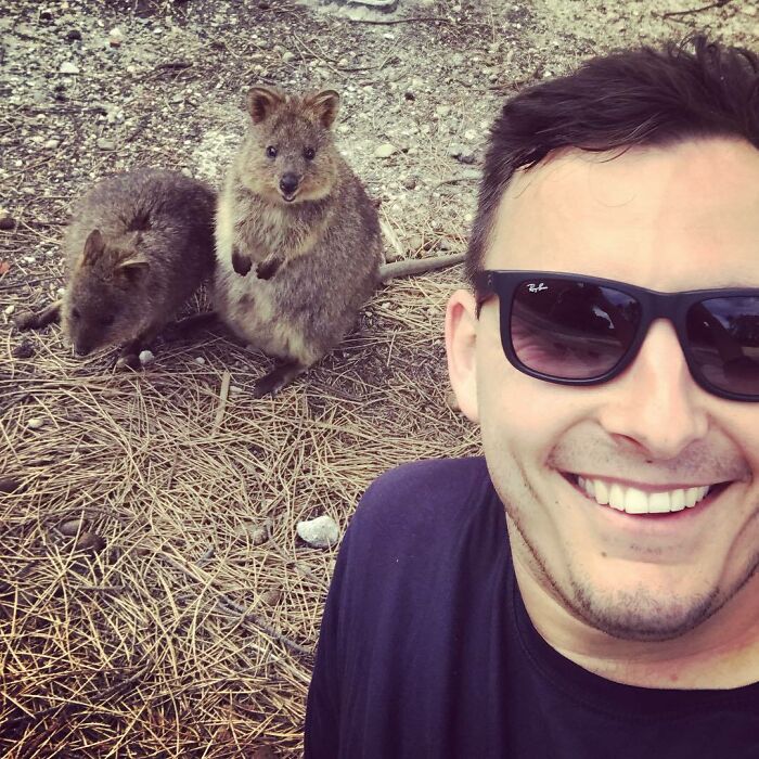 If You Go To Rottnest And Don't Take A Quokka Selfie, Did You Really Go?