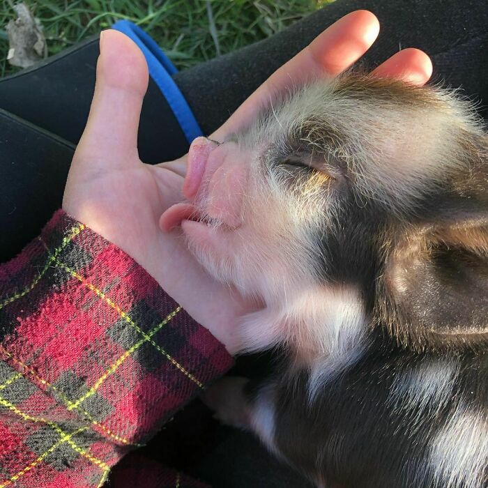 Piglet licking a person's hand