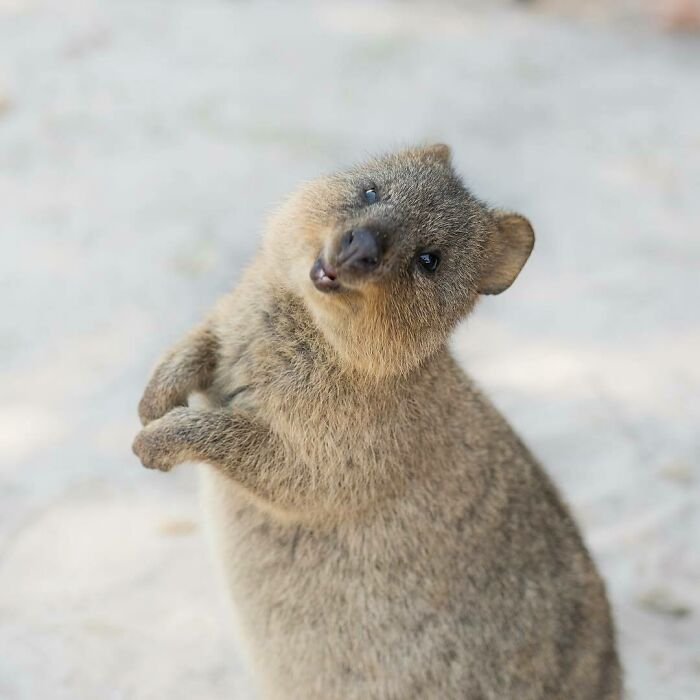 This Quokka Has Some Poses