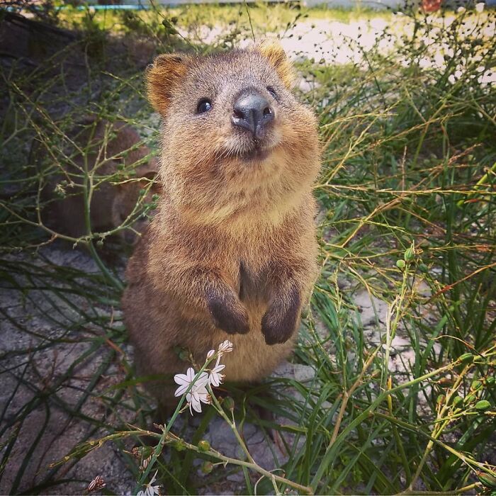 157 Quokka Pics That Are Almost Too Cute To Handle