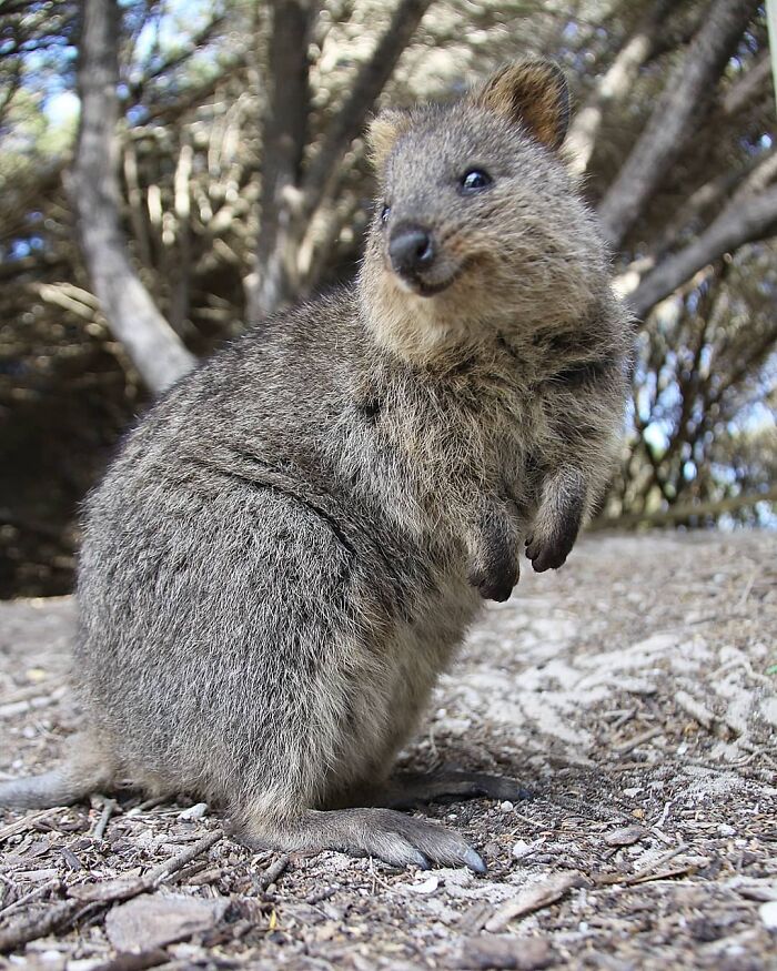 Now For The Super Cute, Smiley Quokka Photo