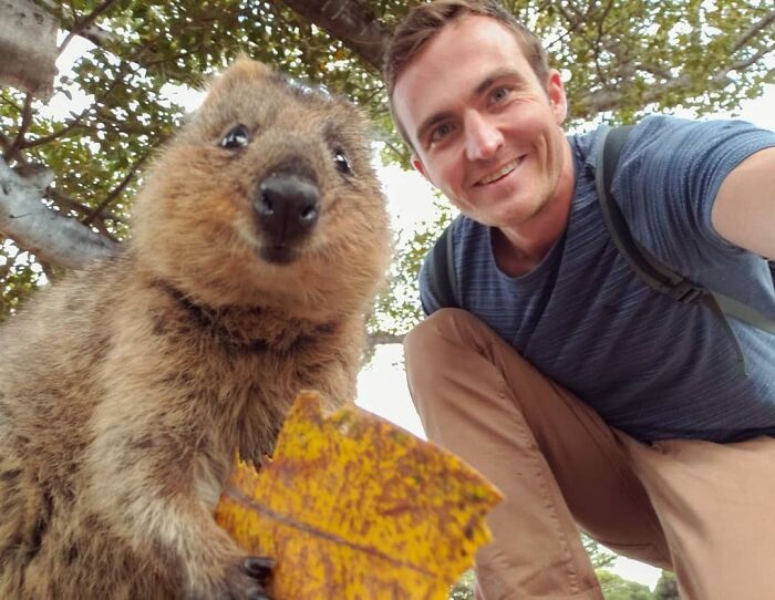 My Dream Of Meeting A Quokka In Australia Has Finally Come True