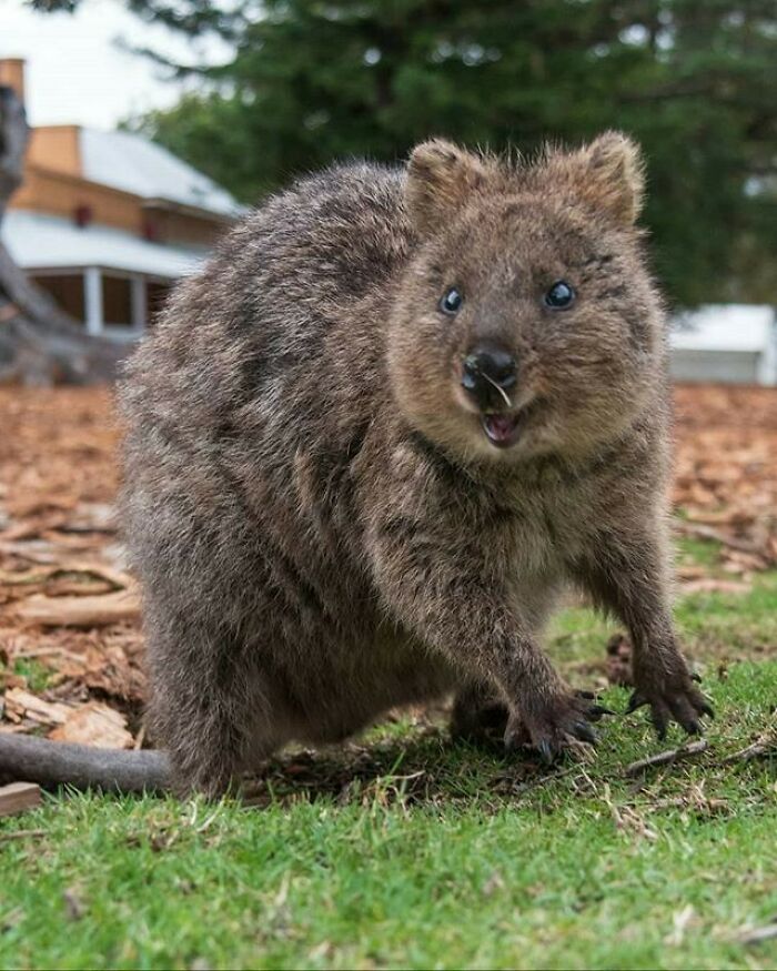 This Quokka Looks Ready To Go