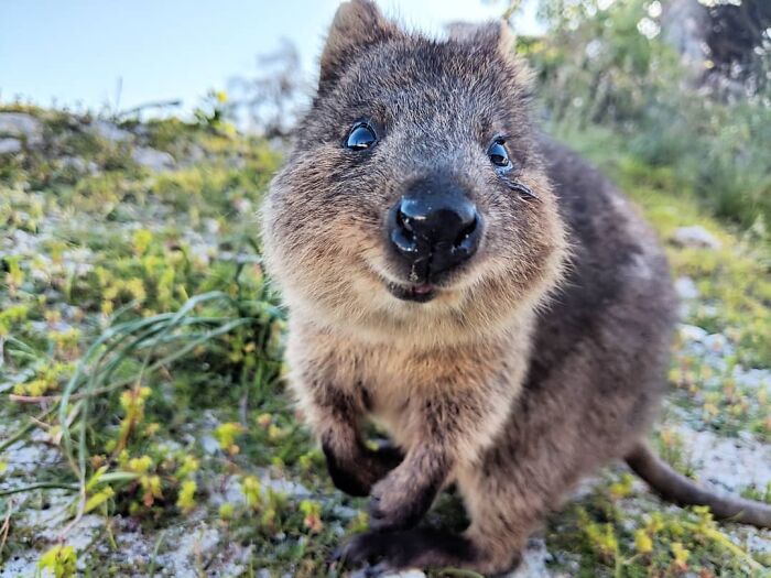 Fun Fact: This Little Animal Helped Me Score My Dream Job