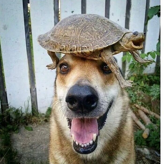 Al perro le gusta su sombrero