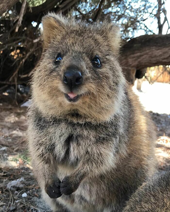 A Day On Rottnest Island, Western Australia. We Biked The Whole Island And Played With The Quokkas. It’s One Of The Only Places In The World That You Can See Them