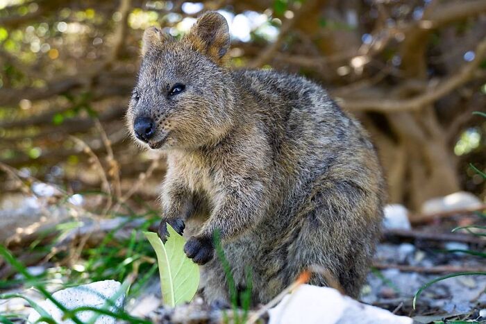 Whether Its Sneaking Into A Cafe Or Cracking A Cheeky Grin, These Guys Were Super Cute And Truly Made Rottnest Island A Must See