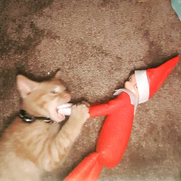 Lil Ginge vs. Elf On The Shelf (Or Should That Be Floor? Haha). The Little Humans Freaked Out But The Elf Didn't Complain
