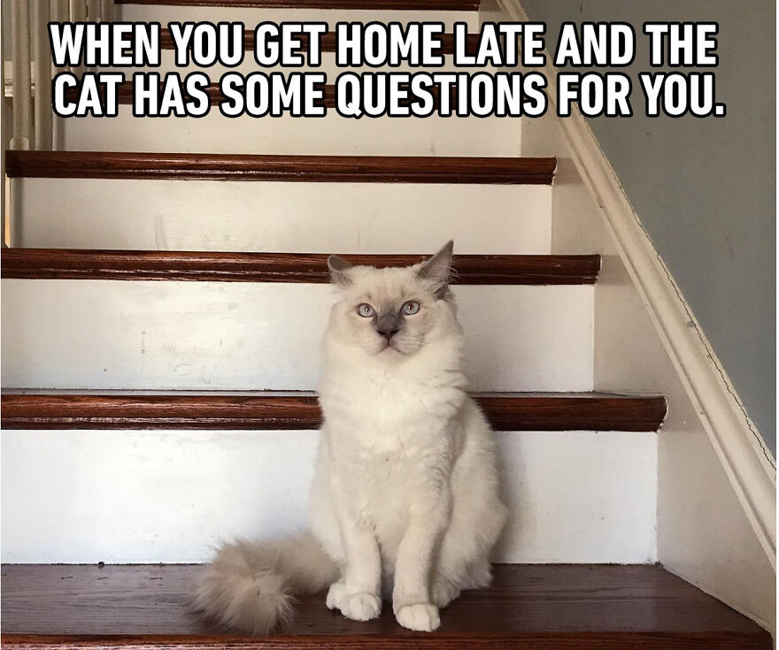 Cat Memes That Just Have To Be Shared