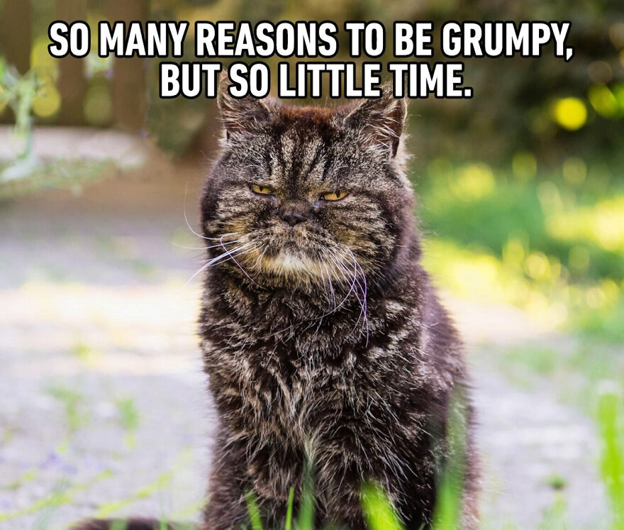 Cat Memes That Just Have To Be Shared