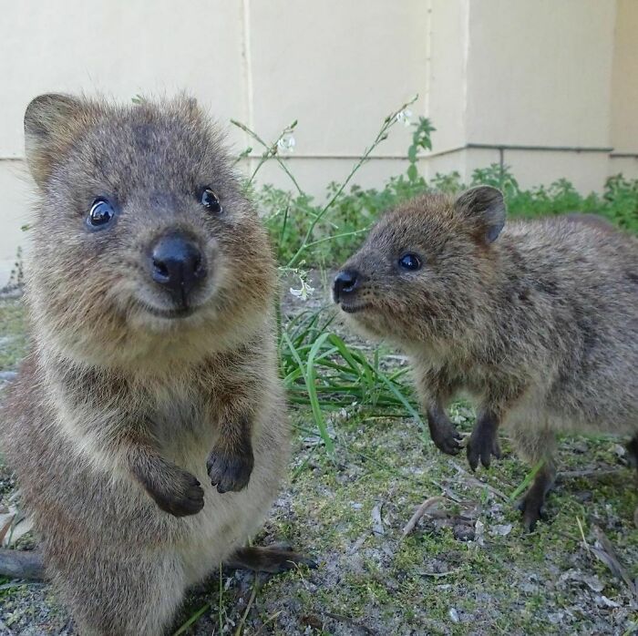 Double Quokka Cuteness