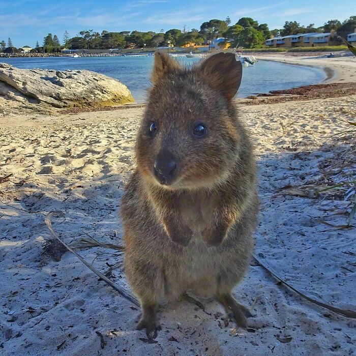 Some Quokka Cuteness