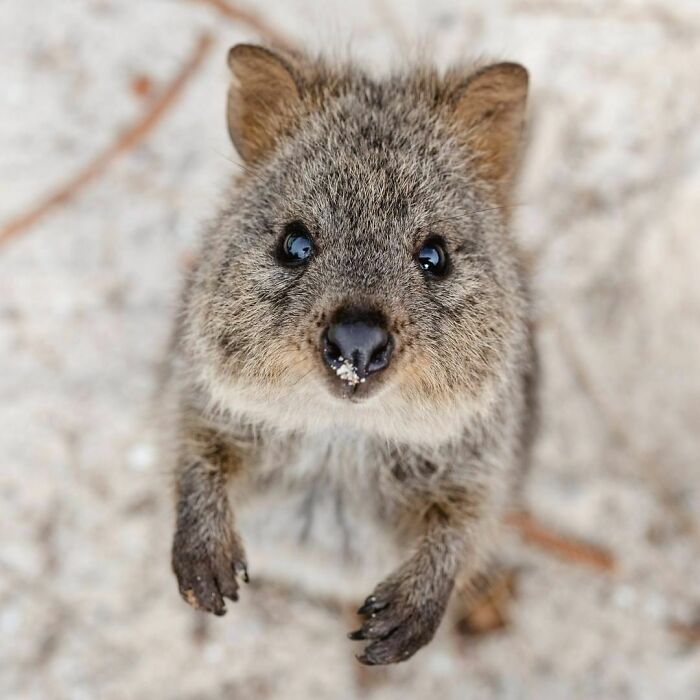 Say Hello To My Little Quokka Friend