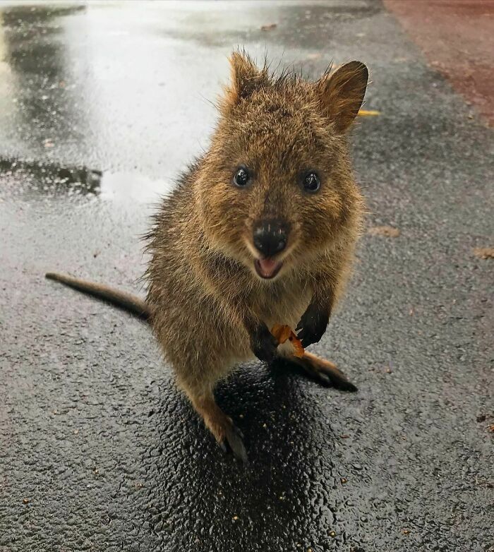 Even Cuter When They’re Wet