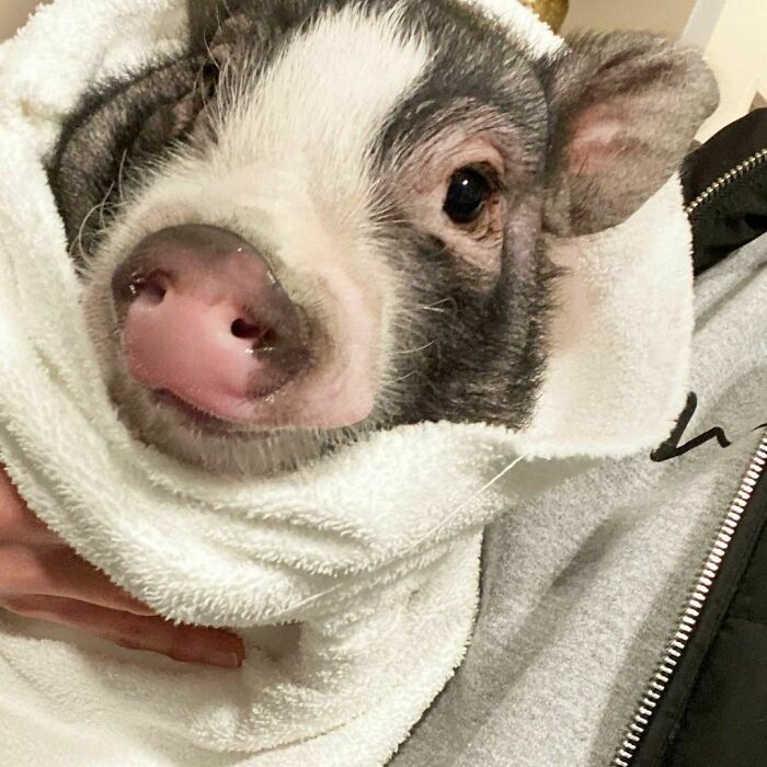 A Fresh Piggy Ready For Some Snacks