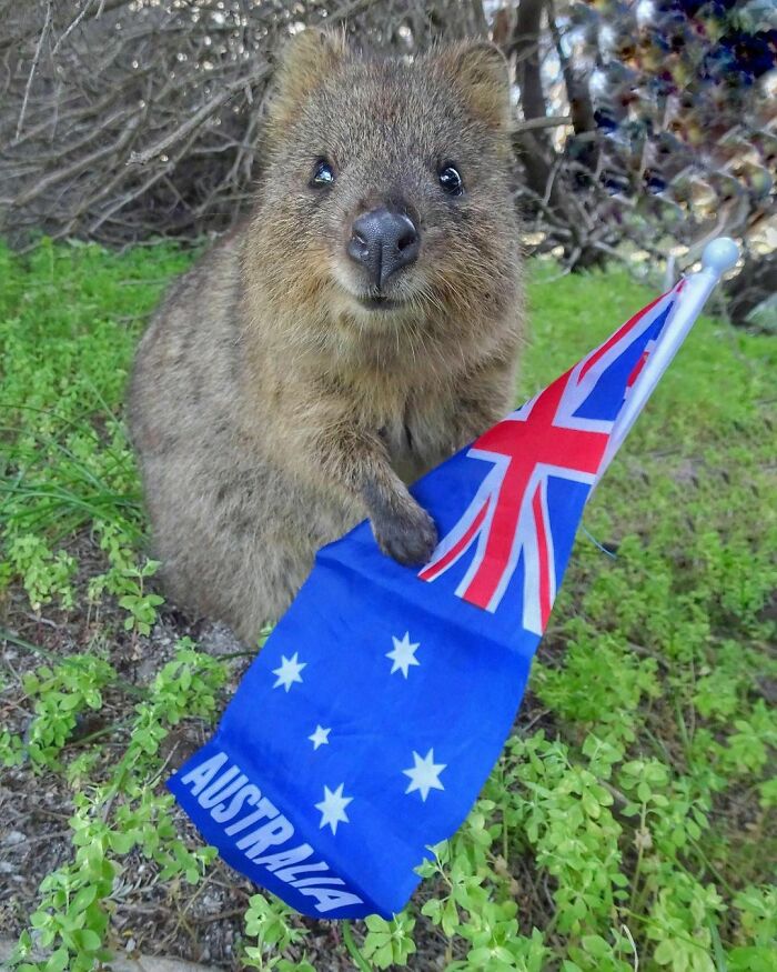 Aussie Aussie Aussie, Oi Oi Oi. Queenie The Quokka Is All Ready For A Quokktastic Australia Day